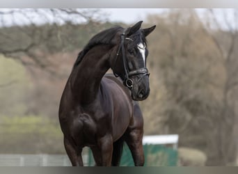 Pintos, Stute, 6 Jahre, 166 cm, Rappe
