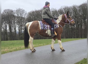 Pintos Mix, Stute, 7 Jahre, 142 cm, Schecke