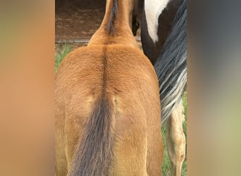 Pintos, Stute, 7 Jahre, 150 cm, Schecke