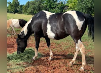 Pintos, Stute, 7 Jahre, 150 cm, Schecke