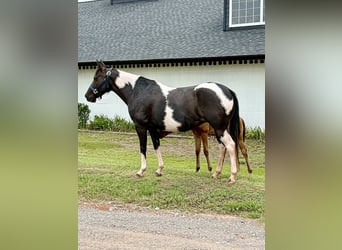 Pintos, Stute, 7 Jahre, 150 cm, Schecke