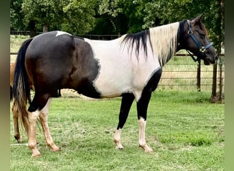 Pintos, Stute, 7 Jahre, 150 cm, Schecke