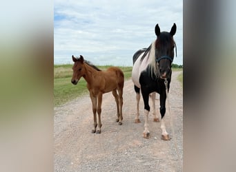 Pintos, Stute, 7 Jahre, 150 cm, Schecke