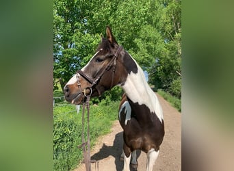 Pintos, Stute, 7 Jahre, 156 cm, Schecke