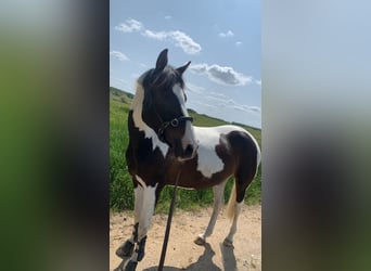 Pintos, Stute, 7 Jahre, 156 cm, Schecke