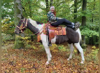 Pintos, Stute, 7 Jahre, 158 cm, Schecke