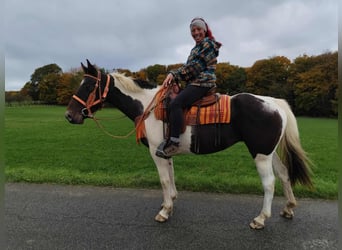 Pintos, Stute, 7 Jahre, 158 cm, Schecke