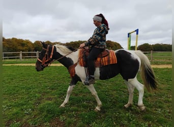 Pintos, Stute, 7 Jahre, 158 cm, Schecke