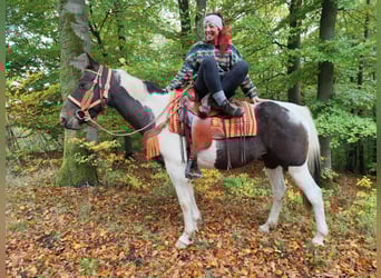 Pintos, Stute, 7 Jahre, 158 cm, Schecke