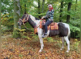 Pintos, Stute, 7 Jahre, 158 cm, Schecke
