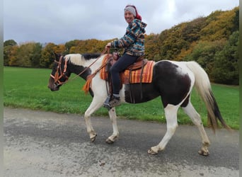 Pintos, Stute, 7 Jahre, 158 cm, Schecke