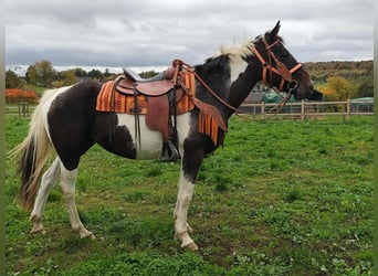 Pintos, Stute, 7 Jahre, 158 cm, Schecke