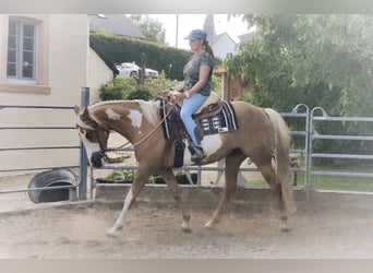 Pintos, Stute, 7 Jahre, 160 cm, Palomino