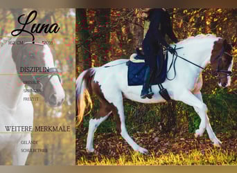 Pintos, Stute, 7 Jahre, 162 cm, Schecke