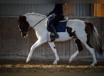 Pintos, Stute, 7 Jahre, 162 cm, Schecke