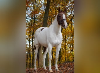 Pintos, Stute, 7 Jahre, 162 cm, Schecke