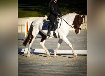 Pintos, Stute, 7 Jahre, 162 cm, Schecke