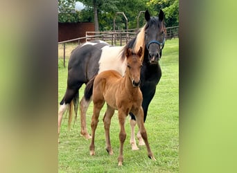 Pintos, Stute, 7 Jahre, Schecke