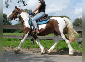Pintos, Stute, 8 Jahre, 148 cm, Schecke