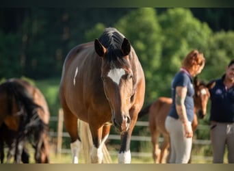 Pintos, Stute, 8 Jahre, 165 cm, Schecke