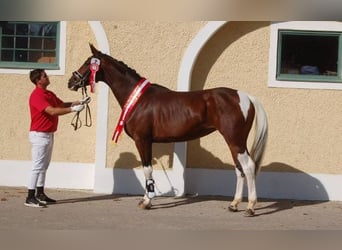 Pintos, Stute, 8 Jahre, 165 cm, Schecke