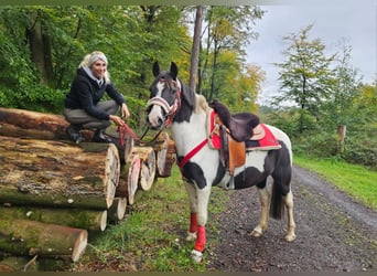 Pintos, Stute, 8 Jahre, Schecke