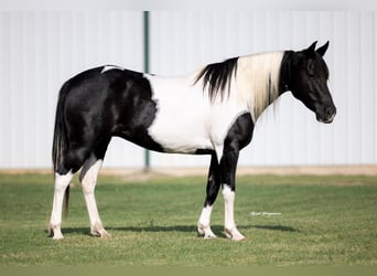 Pintos, Stute, 9 Jahre, 142 cm