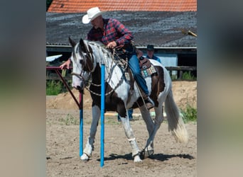 Pintos Mix, Stute, 9 Jahre, 165 cm, Schecke