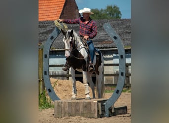 Pintos Mix, Stute, 9 Jahre, 165 cm, Schecke