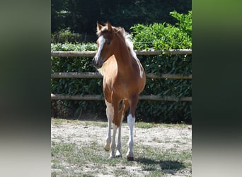 Pintos, Stute, Fohlen (04/2026), 154 cm, Tobiano-alle-Farben