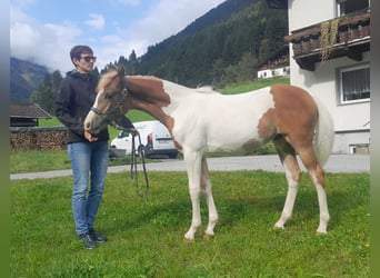 Pintos Mix, Stute, Fohlen (04/2025), 157 cm, Schecke