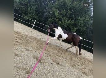 Pintos, Unbekannt, 13 Jahre