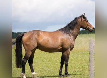 Pintos, Wallach, 10 Jahre, 157 cm, Falbe
