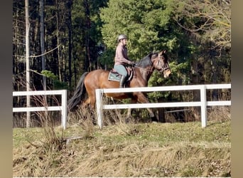 Pintos, Wallach, 11 Jahre, 158 cm, Brauner