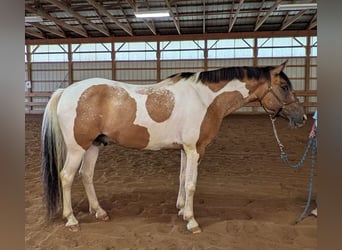 Pintos, Wallach, 11 Jahre, 163 cm, Buckskin