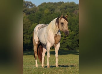 Pintos, Wallach, 11 Jahre, Buckskin