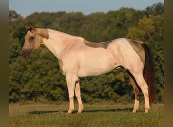 Pintos, Wallach, 11 Jahre, Buckskin