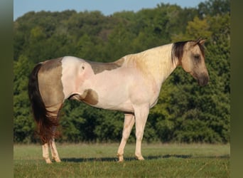 Pintos, Wallach, 11 Jahre, Buckskin