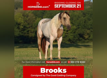 Pintos, Wallach, 11 Jahre, Buckskin