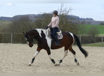 Pintos Mix, Wallach, 12 Jahre, 162 cm, Schecke