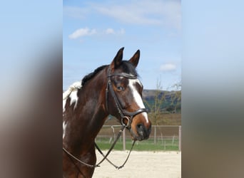 Pintos Mix, Wallach, 12 Jahre, 162 cm, Schecke