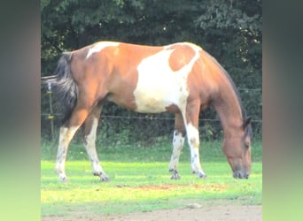 Pintos Mix, Wallach, 13 Jahre, 152 cm, Schecke