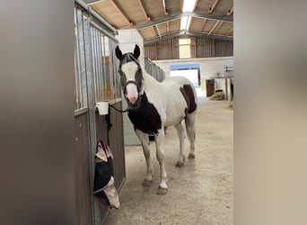 Pintos Mix, Wallach, 13 Jahre, 158 cm, Schecke