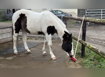 Pintos Mix, Wallach, 13 Jahre, 158 cm, Schecke