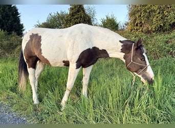 Pintos Mix, Wallach, 13 Jahre, 158 cm, Schecke