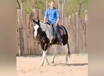 Pintos, Wallach, 14 Jahre, 157 cm, Schecke