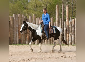 Pintos, Wallach, 14 Jahre, 157 cm, Schecke