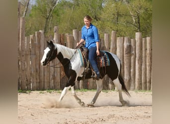 Pintos, Wallach, 14 Jahre, 157 cm, Schecke