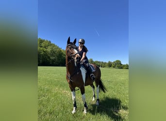 Pintos Mix, Wallach, 14 Jahre, 162 cm, Schecke