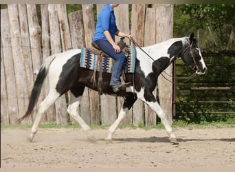 Pintos, Wallach, 14 Jahre, Schecke